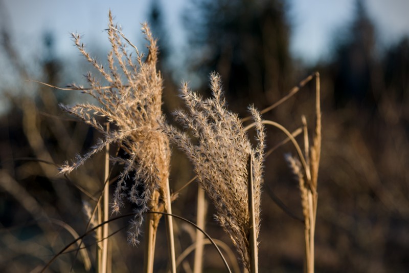 Brown Grass