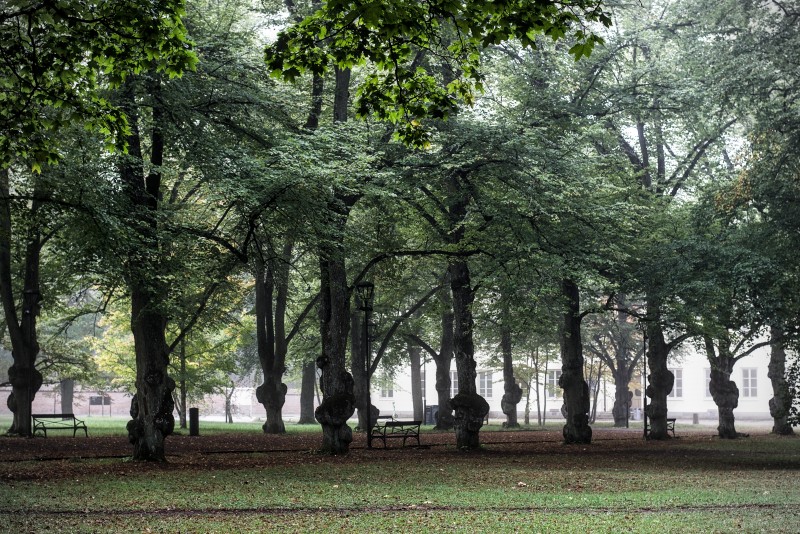 Foggy Park