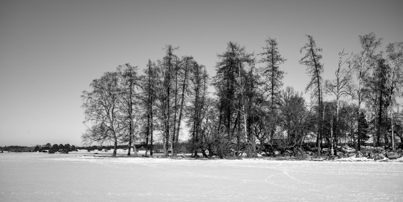 Sleeping Trees