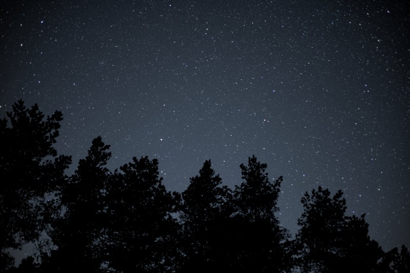 Nightscape Trees